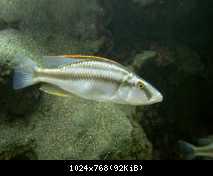 Dimidiochromis compressiceps