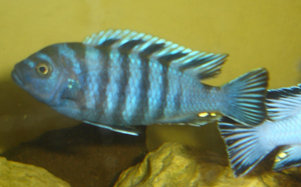 Cynotilapia