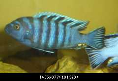 Cynotilapia