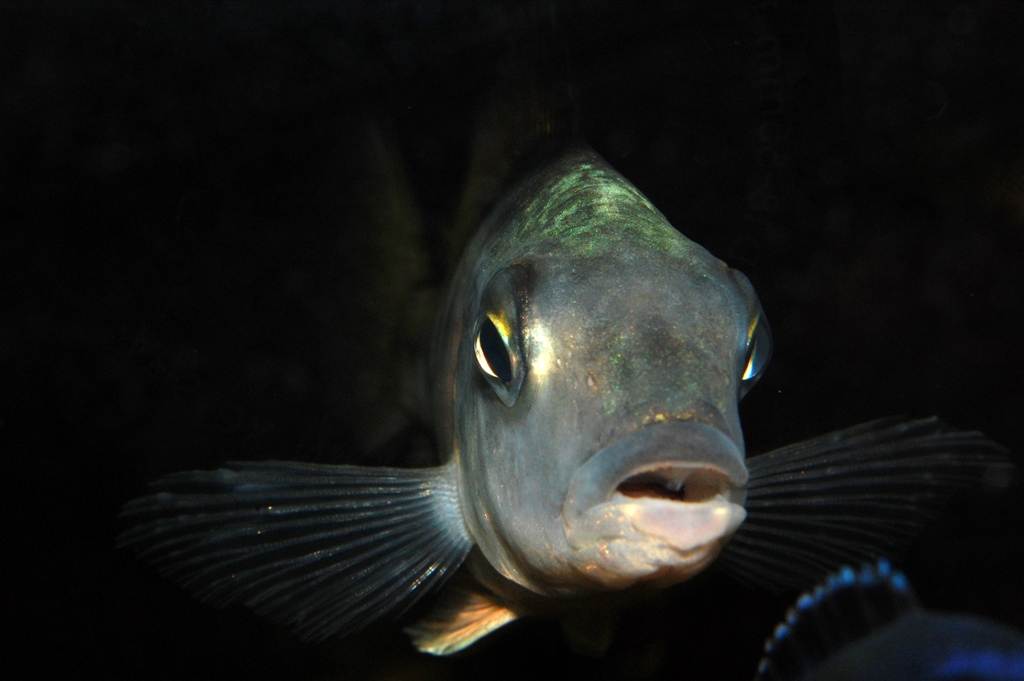 Fossorochromis rostratus