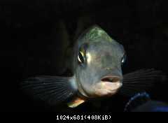 Fossorochromis rostratus