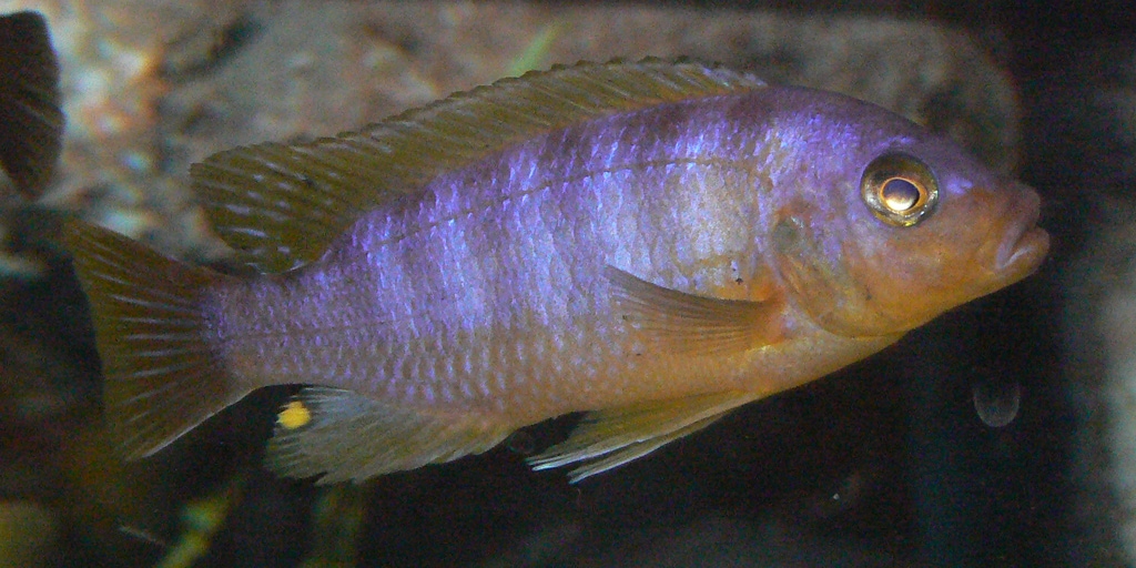 Pseudotropheus Aurora