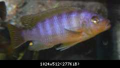 Pseudotropheus Aurora