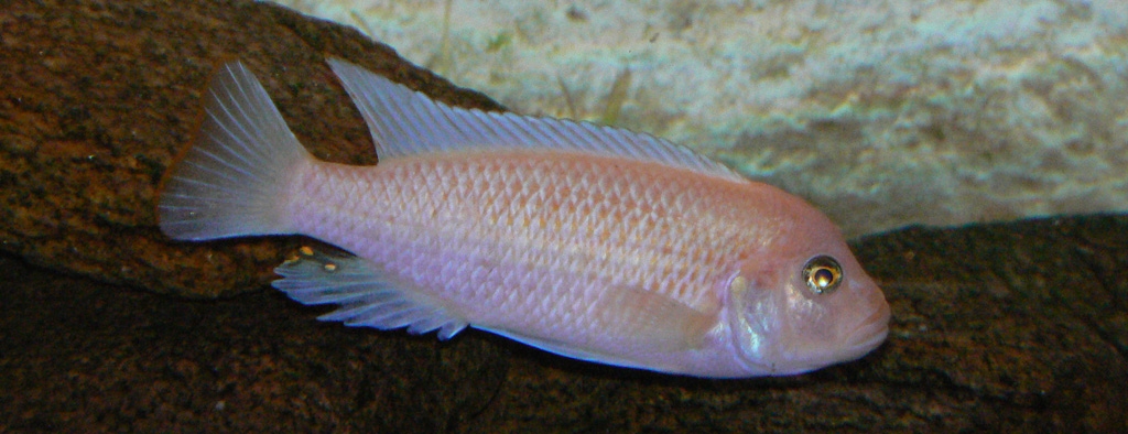 Pseudotropheus Zebra Red-Red