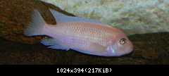 Pseudotropheus Zebra Red-Red