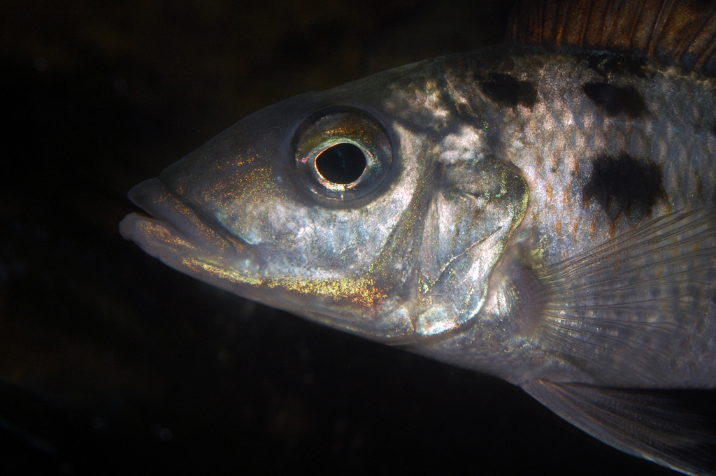 Fossorochromis rostratus