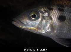Fossorochromis rostratus