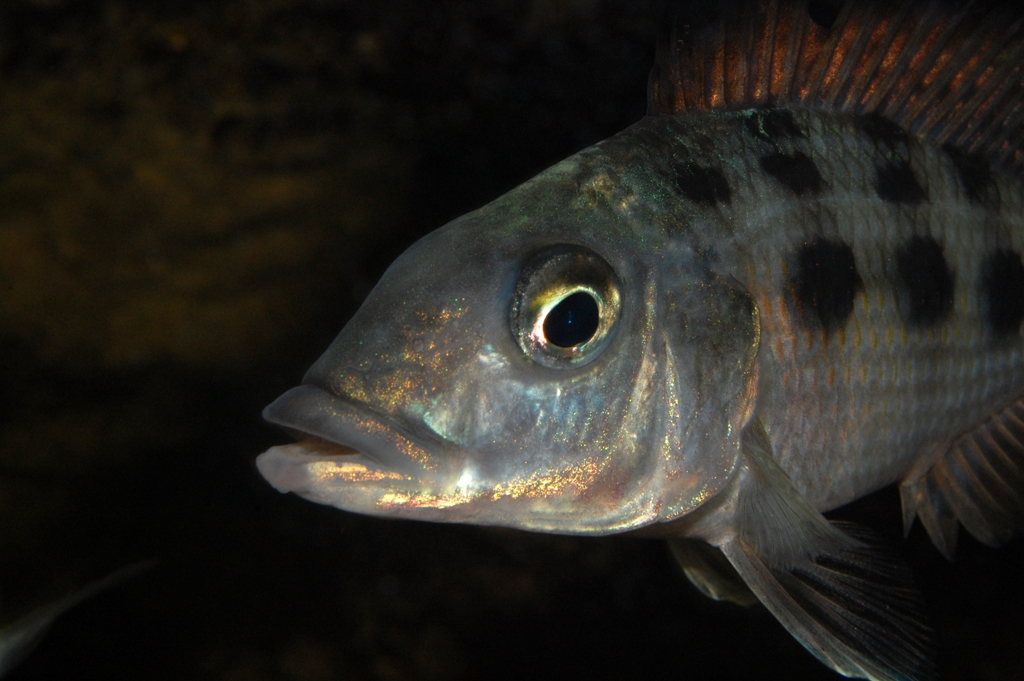 Fossorochromis rostratus