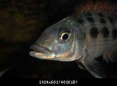 Fossorochromis rostratus