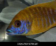 Aulonocara sp. stuartgranti maleri , Maleri