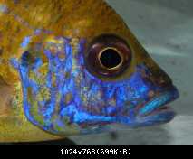 Aulonocara sp. stuartgranti maleri , Maleri