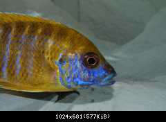 Aulonocara sp. stuartgranti maleri , Maleri