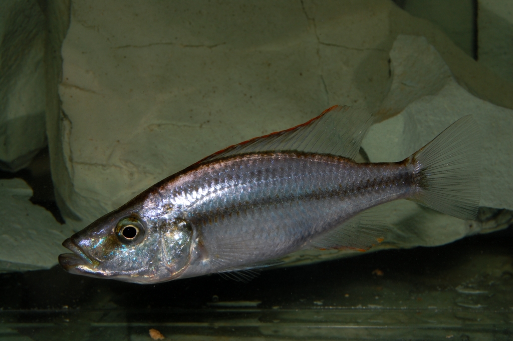 Dimidiochromis compressiceps