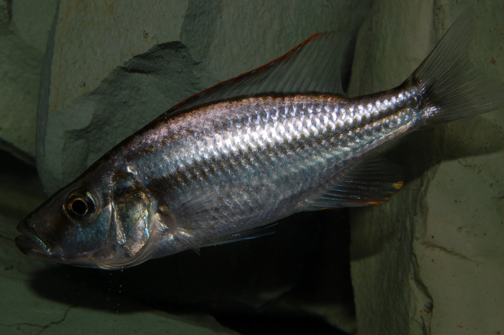 Dimidiochromis compressiceps