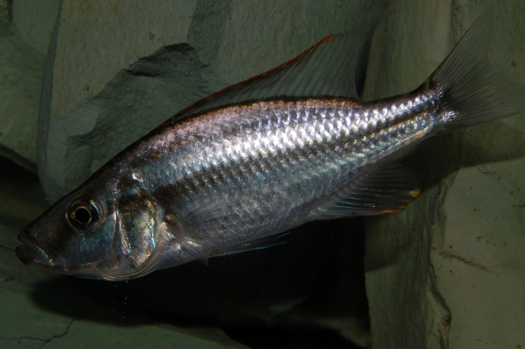 Dimidiochromis compressiceps