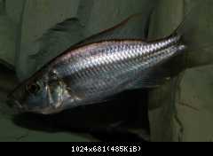 Dimidiochromis compressiceps