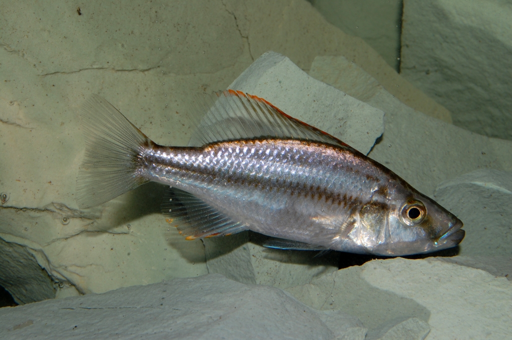 Dimidiochromis compressiceps