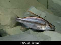Dimidiochromis compressiceps