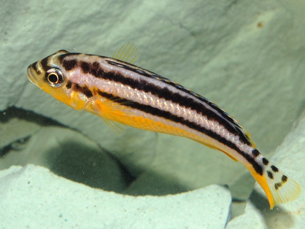 Melanochromis auratus