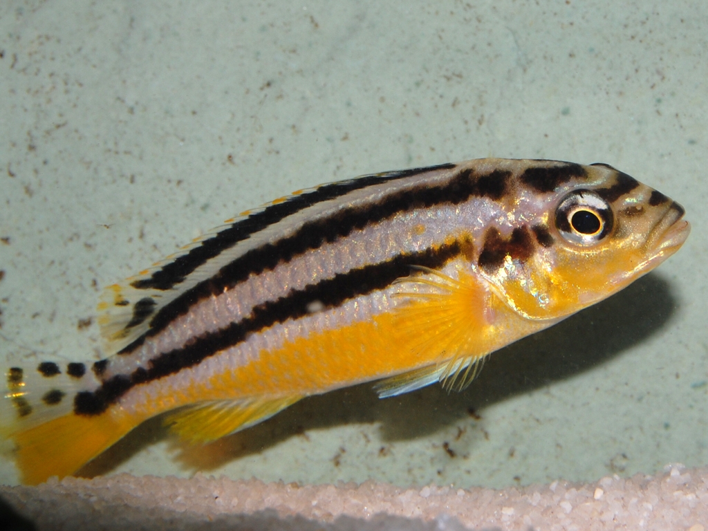 Melanochromis auratus