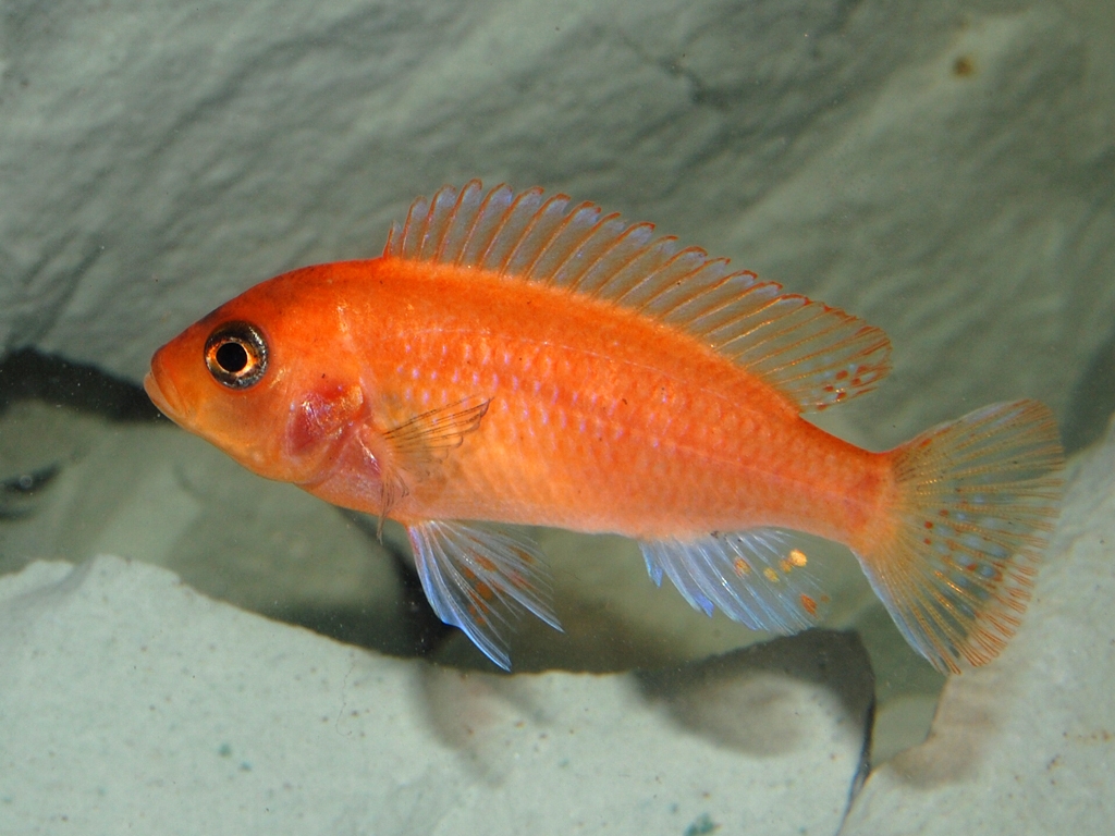 Metriaclima estherae red red