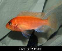 Metriaclima estherae red red