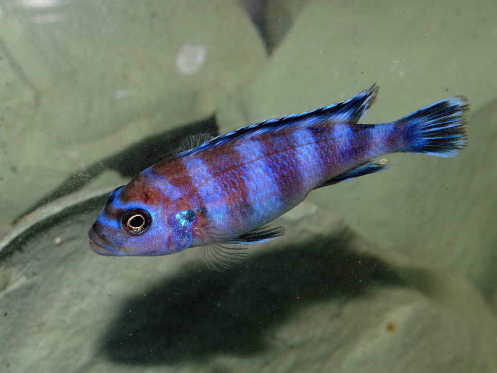 Pseudotropheus demasoni