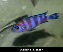 Pseudotropheus demasoni