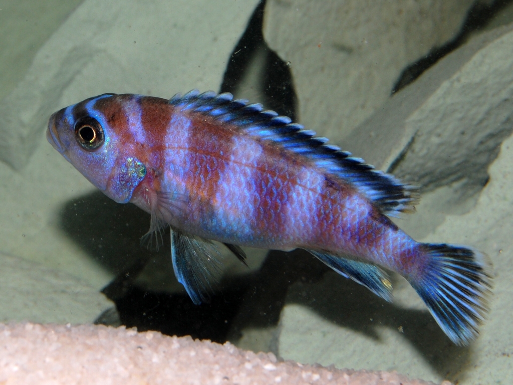 Pseudotropheus demasoni