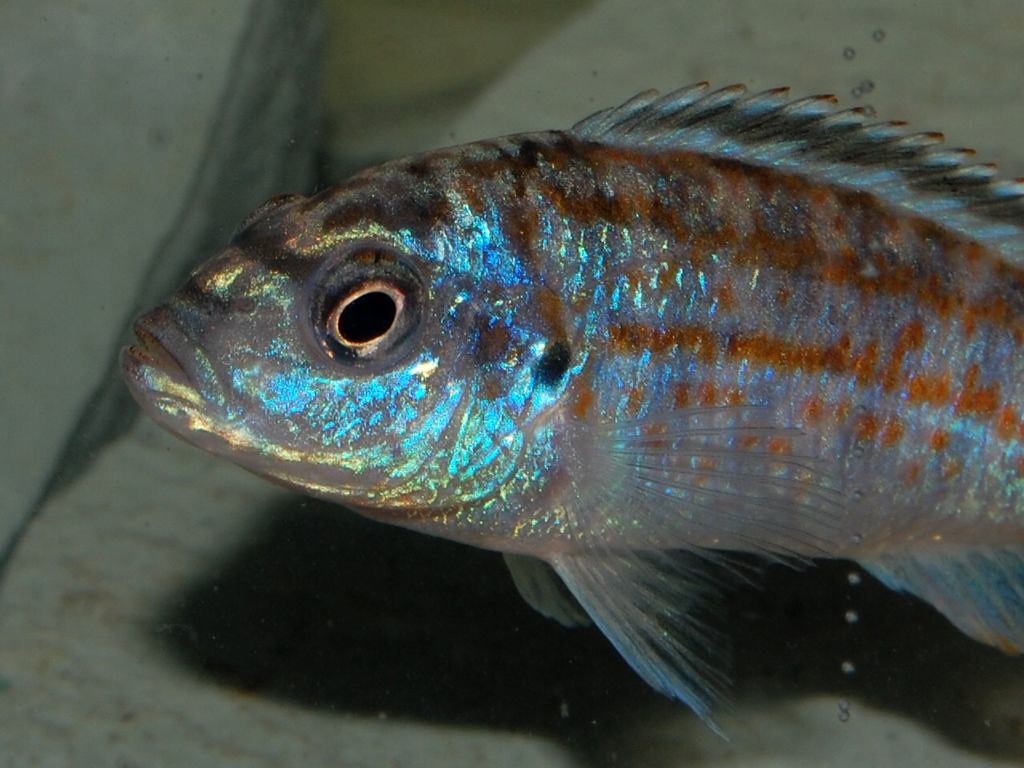 Melanochromis joanjohnsonae