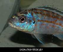 Melanochromis joanjohnsonae