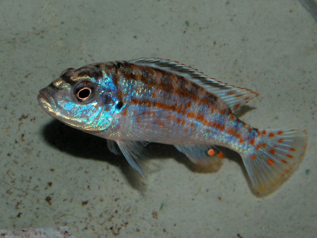 Melanochromis joanjohnsonae