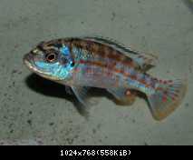 Melanochromis joanjohnsonae