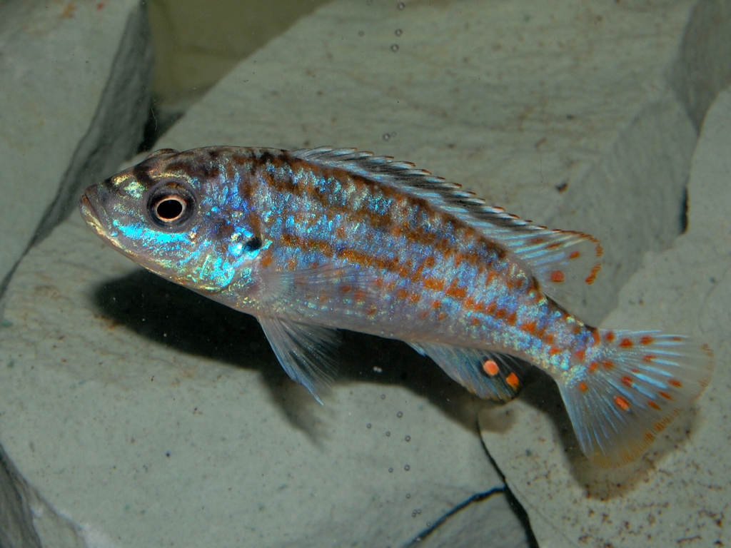 Melanochromis joanjohnsonae