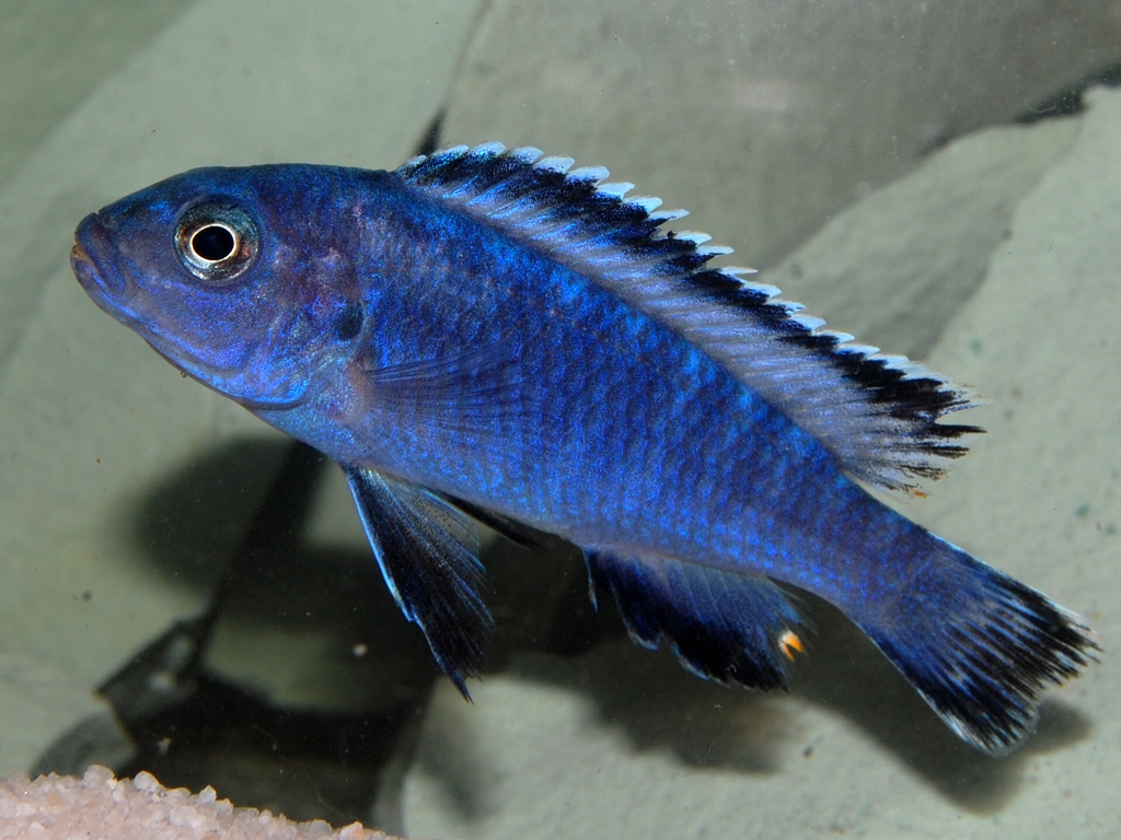 Pseudotropheus socolofi