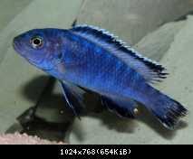 Pseudotropheus socolofi