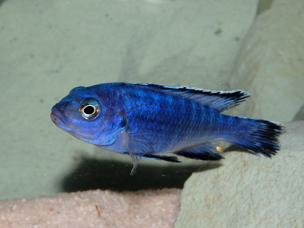 Pseudotropheus socolofi