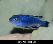 Pseudotropheus socolofi