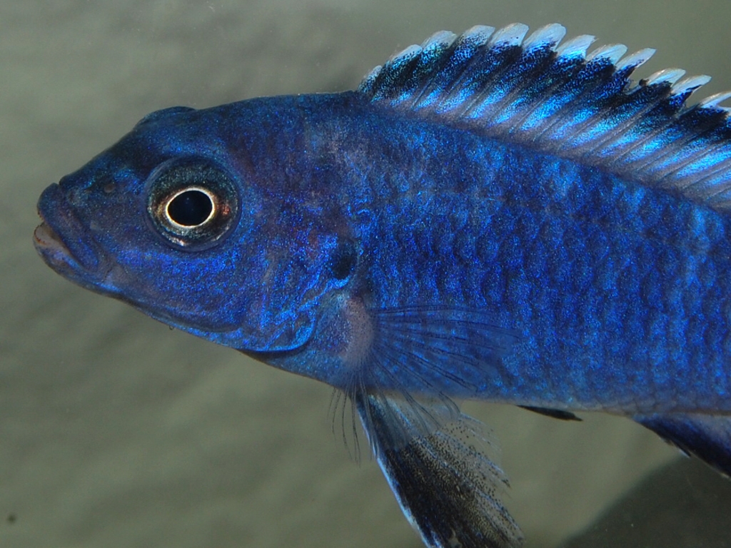 Pseudotropheus socolofi