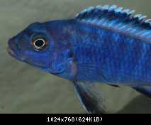 Pseudotropheus socolofi