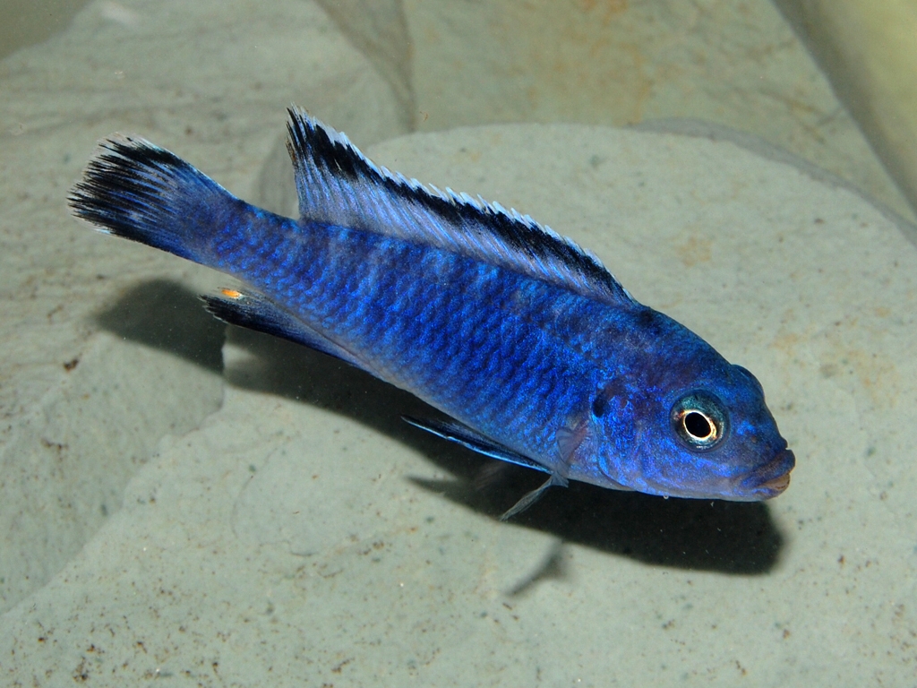 Pseudotropheus socolofi