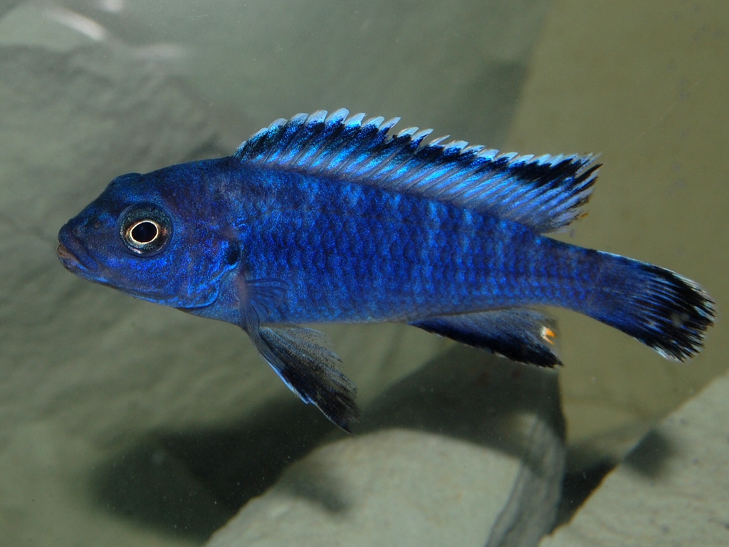 Pseudotropheus socolofi