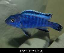 Pseudotropheus socolofi