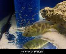 Nimbochromis venustus + mlaď