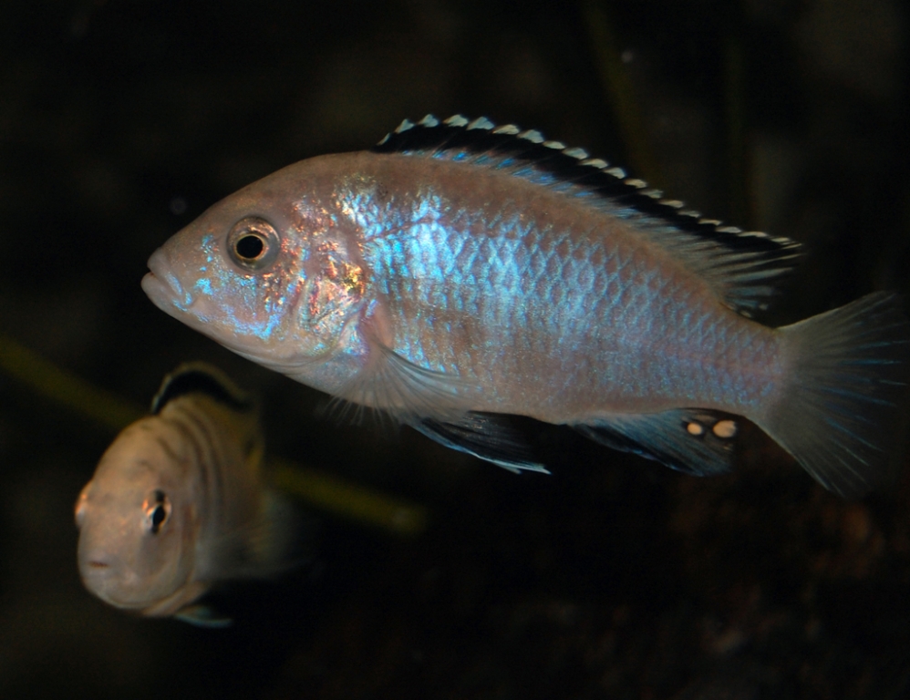 Labidochromis caeruleus, Nkali