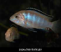 Labidochromis caeruleus, Nkali