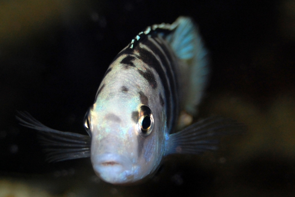 Labidochromis caeruleus, Nkali