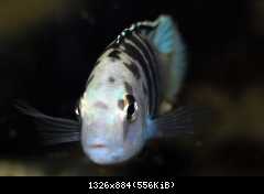 Labidochromis caeruleus, Nkali