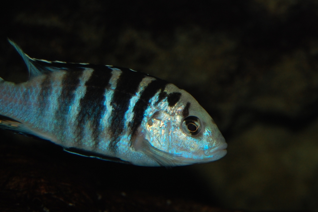 Labidochromis caeruleus, Nkali