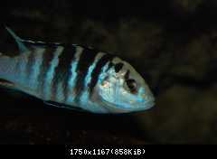 Labidochromis caeruleus, Nkali